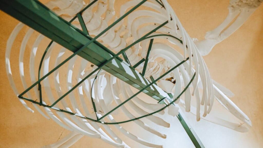 Rigging for 3D Animators: A Comprehensive Guide