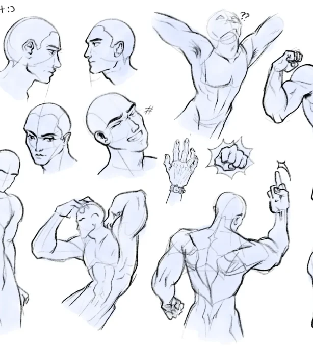 Male Anatomical